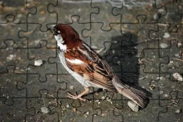 Passerotto jigsaw puzzle