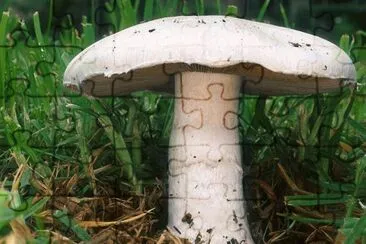 Agaricus Campestris