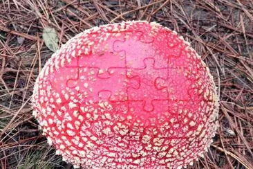 Amanita Muscaria 2