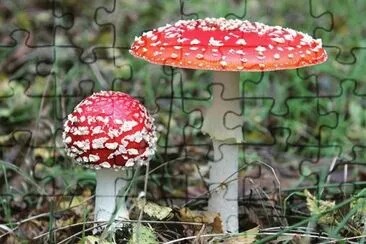 Amanita Muscaria 3