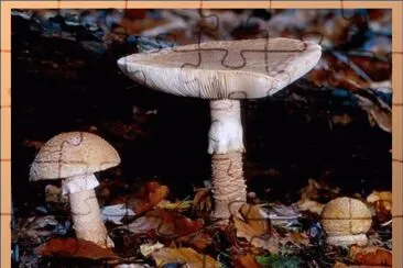 Amanita Rubencens