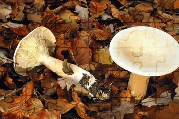 Clitocybe Geotropa