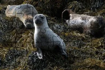 Cuccioli di foca in Scozia