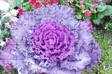 Purple Kale Brightens the Garden