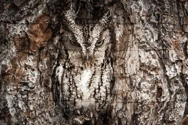 eastern screech owl