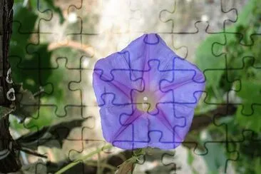 Fiore jigsaw puzzle