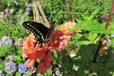 Black Swallowtail