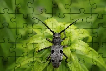 The Longhorn Beetle (Rosalia alpina)