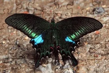 Mariposa Negra