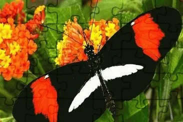 Mariposa NiÃ±a de Sierra Nevada