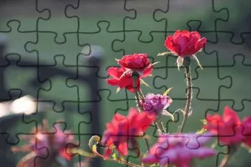 late roses jigsaw puzzle