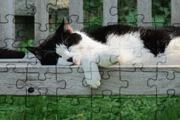 Sammy jigsaw puzzle