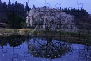 Purple Pond Reflections