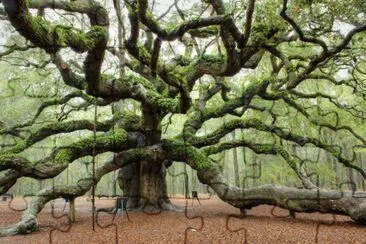 ancient tree jigsaw puzzle