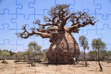 boab tree jigsaw puzzle