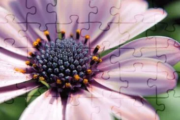 lilac petals jigsaw puzzle