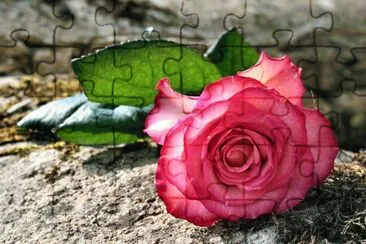 Rose jigsaw puzzle