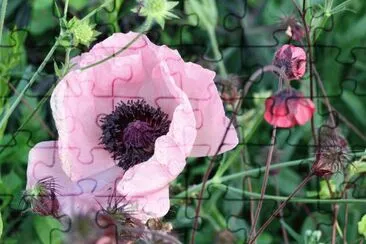 Pink poppy jigsaw puzzle