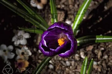 Vivid Purple Crocus