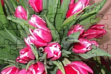 tulipanes