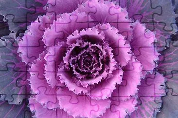 cabbage flower