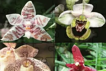 OrquÃ­deas jigsaw puzzle