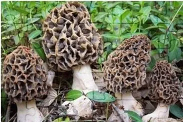 Morchella Conica jigsaw puzzle