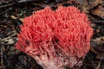 Ramaria Araiospora jigsaw puzzle