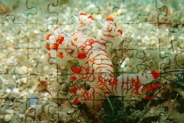 Nudibranquios  Bornella - Indonesia jigsaw puzzle