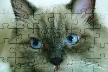 5 jigsaw puzzle