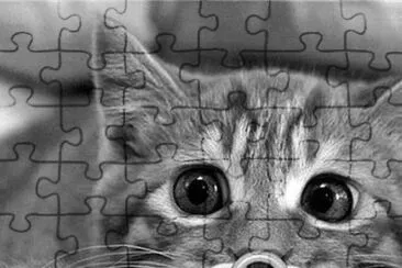 gatos jigsaw puzzle