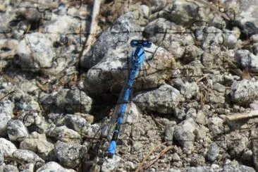 Libellulainterista in Val di Sole