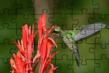 Picaflor 2 jigsaw puzzle