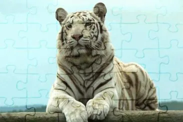 white tiger