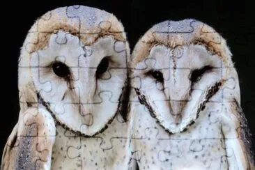 barn owls