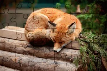 sleeping fox