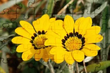 margarida amarela jigsaw puzzle