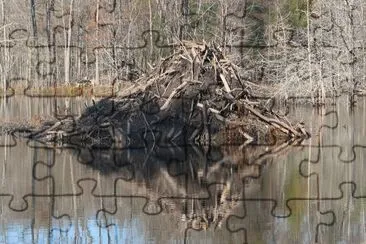 beaver lodge