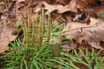 ground cedar