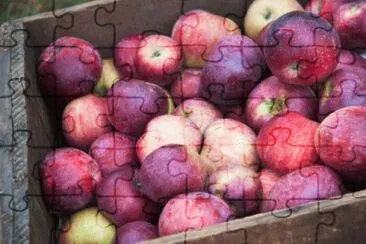 harvest time for apples jigsaw puzzle