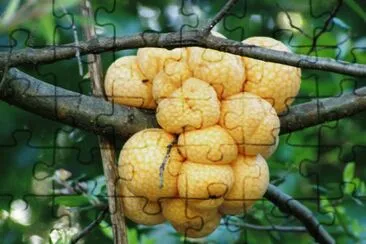 Cyttaria Harioti (Llao Llao) - Argentina