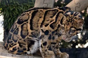 clouded leopard