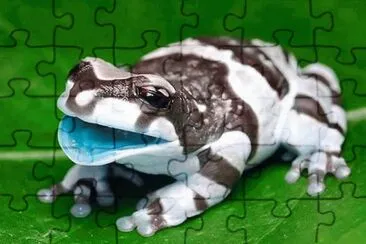 amazon milk frog