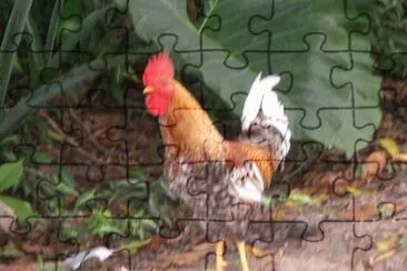 Un gallo monaguez-Venezuela jigsaw puzzle