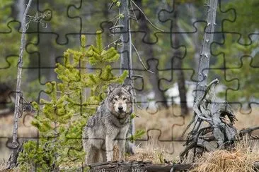 Yellowstone wolf