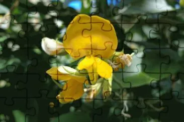 flor silvestre jigsaw puzzle