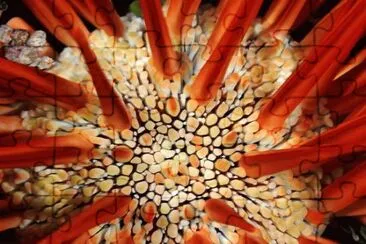 red pencil sea urchin jigsaw puzzle