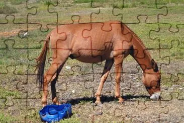 el borrrico jigsaw puzzle