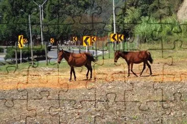 caballos jigsaw puzzle