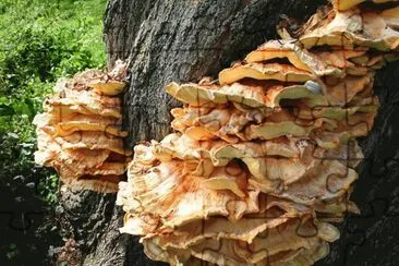 Laetiporus Sulphureus2